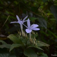 Barleria vestita T.Anderson